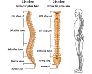 Cấu tạo cột sống